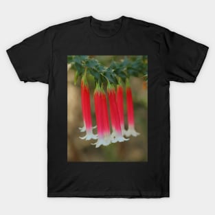 Epacris longiflora .. fuchsia heath ... number 2 T-Shirt